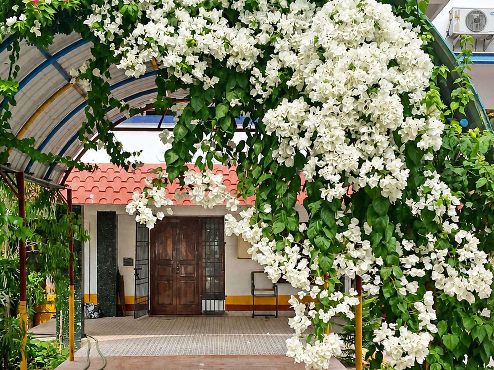 A bougainvillea-covered archway over an entrance path, with kolam drawn on the ground
